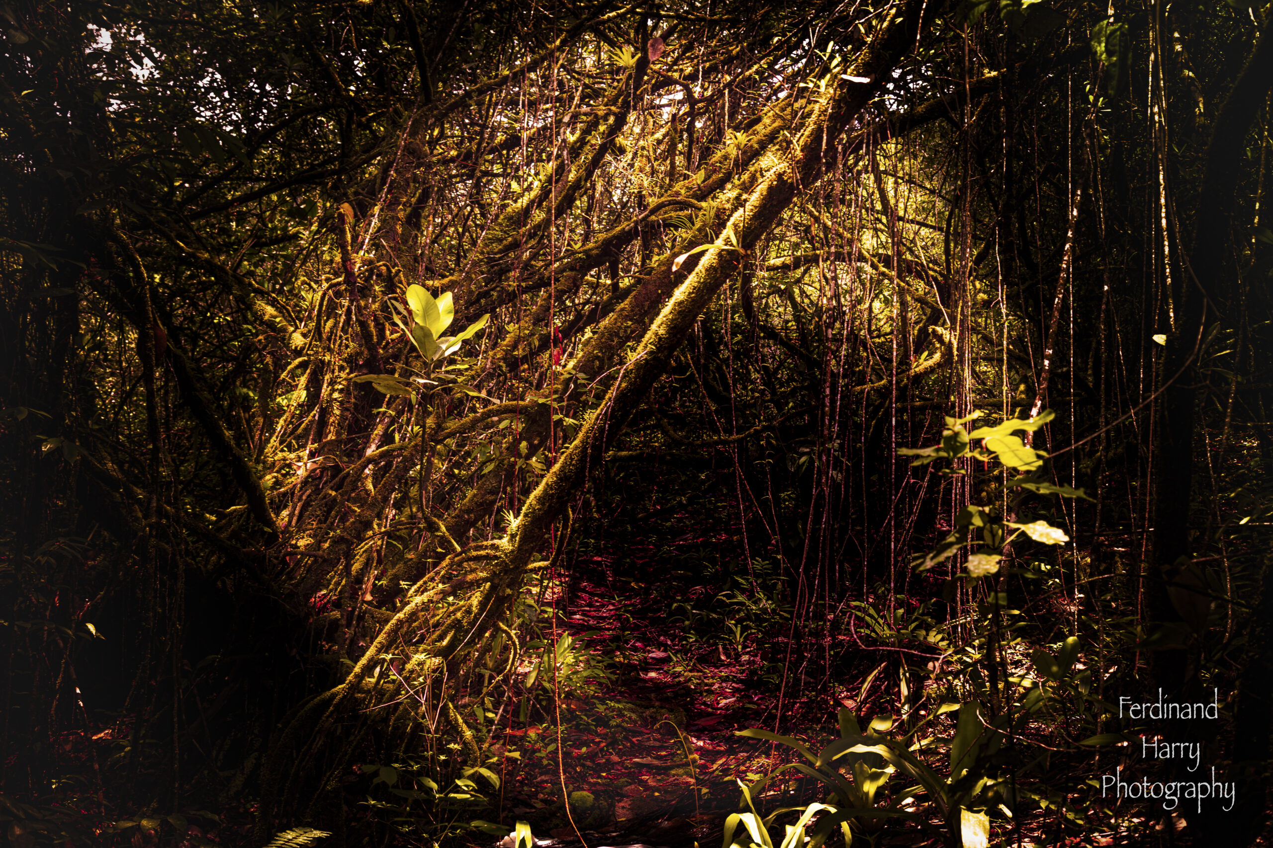 Tunnel Visions